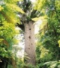 Tane Mahuta Kauri tree
